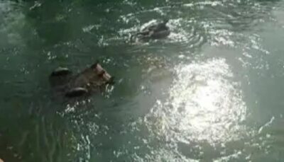 पीलीभीत: नहर में बहने लगा डनलप, ग्रामीणों ने रस्सी काट कर बचाई मवेशियों की जान