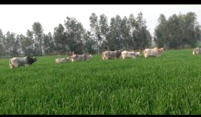 बरेली: किसानों की बर्बादी की जीवन्त तस्वीरों से साफ है कि किसान कितना खुश होगा?
