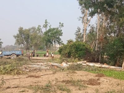 फर्रुखाबाद:  धड़ल्ले के कट रहे हरे भरे पेड़