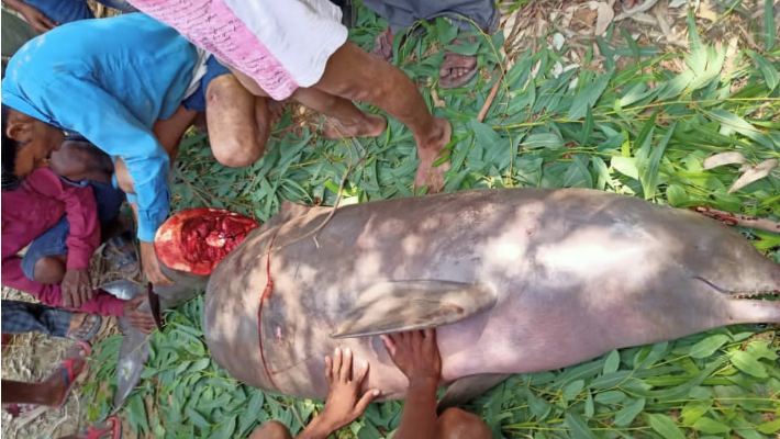 सीतापुर: डॉल्फिन मछली के काटे जाने पर मचा हड़कम