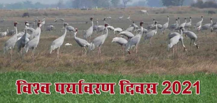 मैनपुरी: मोहब्बत के प्रतीक सारस को नया जीवन देगा समान पक्षी विहार