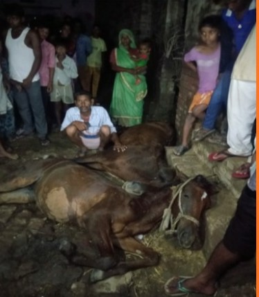 बरेली-हाईटेंशन लाइन बनी घोड़ों की जान की दुश्मन