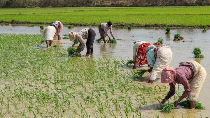 मैनपुरी : जागीर क्षेत्र में पहली बारिश को अमृत कह रहे किसानों के चेहरे पर रौनक देखने को मिली