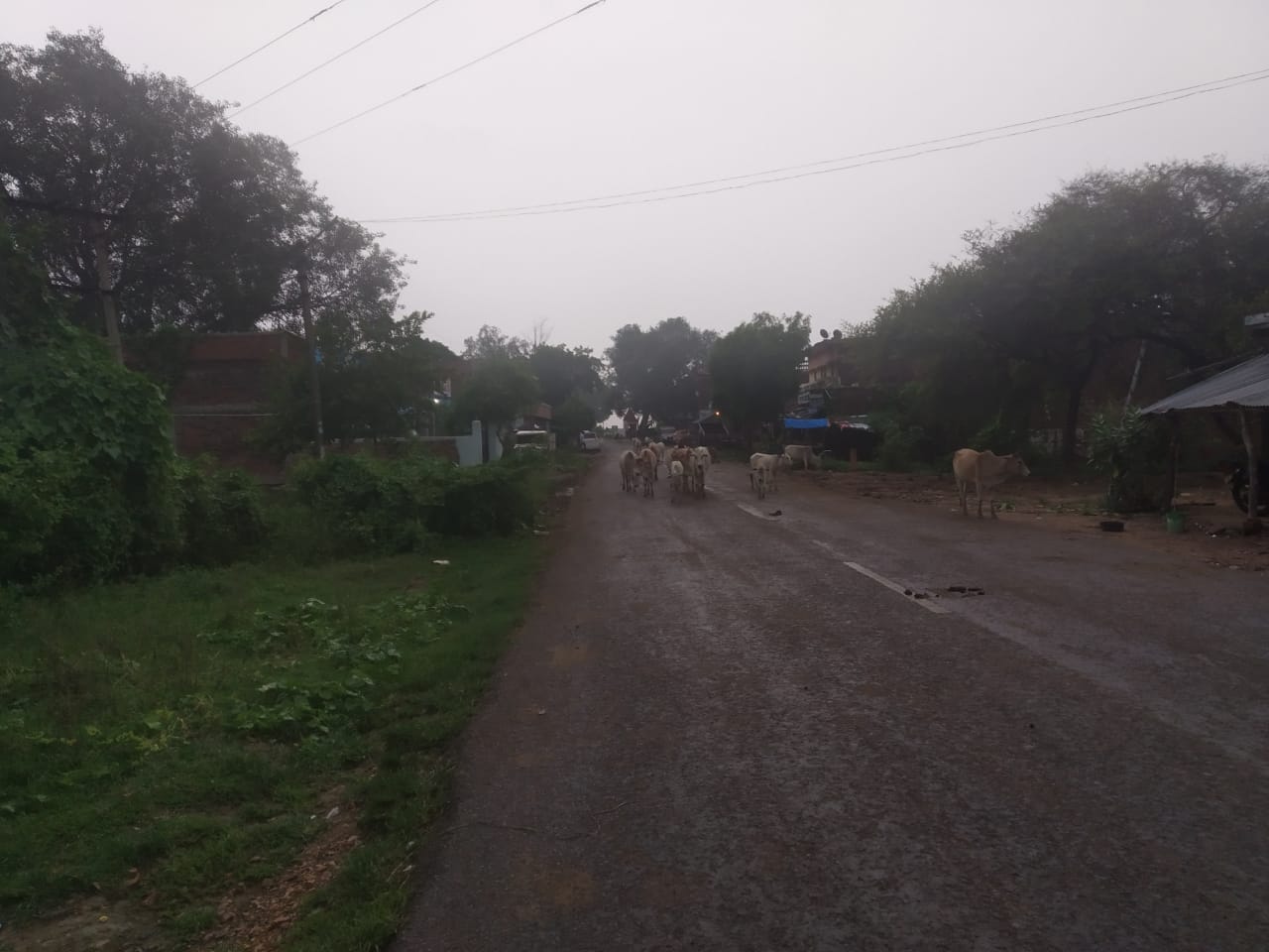 प्रयागराज -कोरांव तहसील के रत्योरा मार्केट मे गौ बंशीयों ने बीच रोड पर खड़े होकर रोड जाम कर गंभीर दुर्घटना को दे रहे दावत,