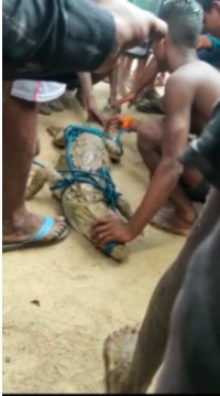 बहराइच:ग्राम सभा ककरी गांव परबतिया के बीच गांव के तालाब में लुप्त प्रजाति का मगरमच्छ का ग्रामीणो ने किया रेस्क्यू*