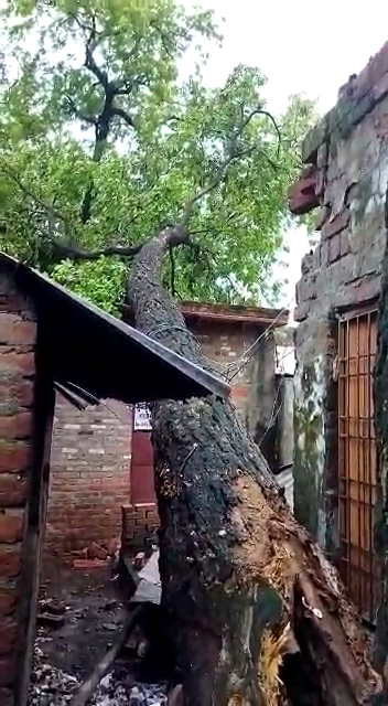 आँवला/बरेली - आँवला तहसील परिसर में बारिश के दौरान गिरा नीम का पेड़ वकीलों के चैम्बंर हुए ध्वस्त।