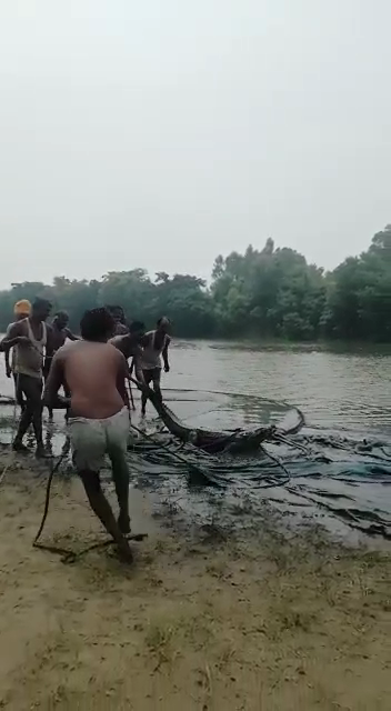 आँवला/बरेली - सिरौली कस्बे के पास रामगंगा में मिला मछवारो को मगरमच्छ।