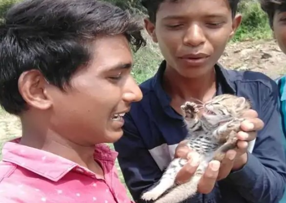 अजमेर: बिल्ली का बच्चा समझ गांव ले आए फिर क्या हुआ
