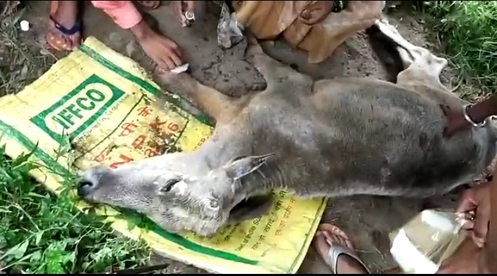 बरेली-योगी की छाया में बीमार गाय को इलाज देने में की बहानेबाजी