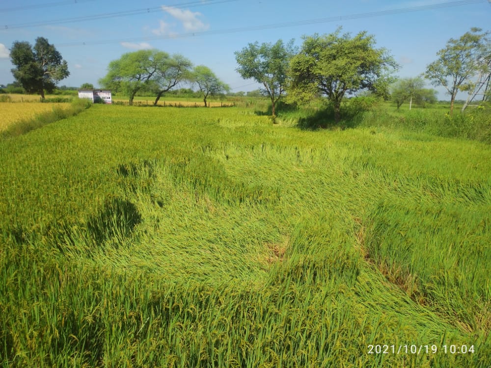 रायपुर :-तेज हवा के साथ तिल्दा और आसपास एक घंटे जमकर बारिश , खेतों में लेट गई फसल