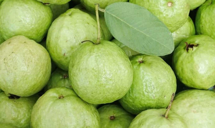 सर्दियों में अमरूद खाने के ये हैं फायदे