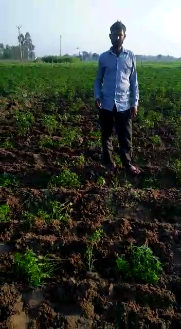 बरेली - सिरौली थाना क्षेत्र में पालतू सूअरों से ग्रामीण परेशान खड़ी फसल की बर्बाद।