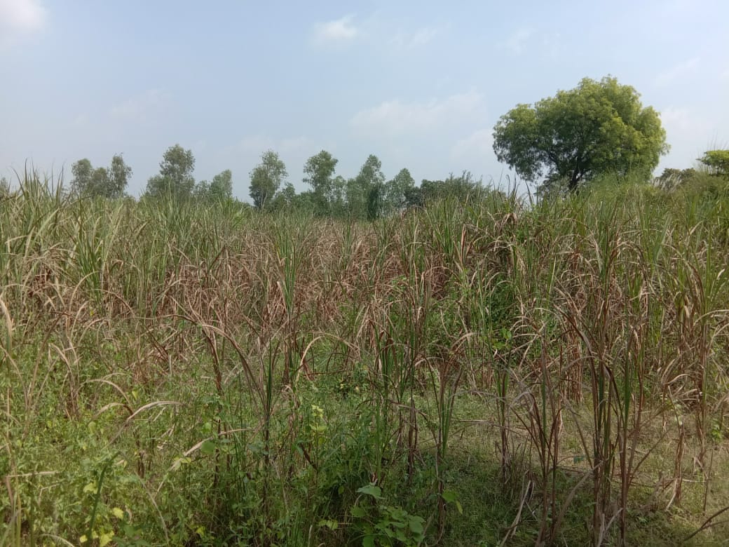 सीतापुर:गन्ने की फसल आयी कैंसर की चपेट मे