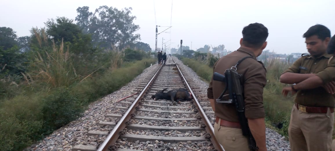 बरेली - मालगाड़ी की टक्कर से रेलवे ट्रैक पर घास चर रहे 2 गोवंशीय पशुओं की मौके पर ही दर्दनाक मौत।