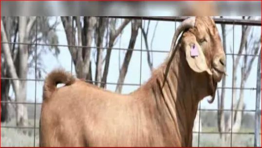 अजब गजब : दुनिया का सबसे महंगा बकरा कीमत सुनकर घूम जाएगा दिमाग