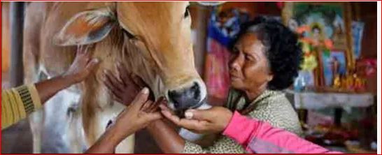 अजब गजब : बुजुर्ग महिला ने गाय से ही रचा ली शादी! जानवर के रूप में पति के पुनर्जन्म का किया दावा