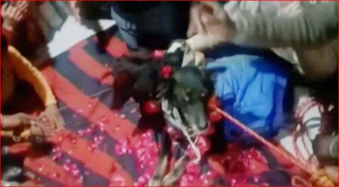 UP  में बहू बनकर आई मध्य प्रदेश की डॉगी रश्मि