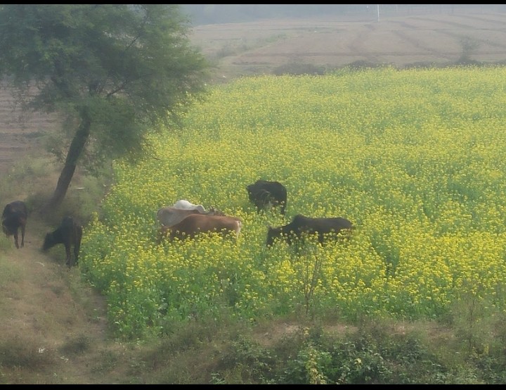 बरेली-गऊ माता कहने बालों जरा खेतो में रात के बारह बजे ठंड में रहकर देखो