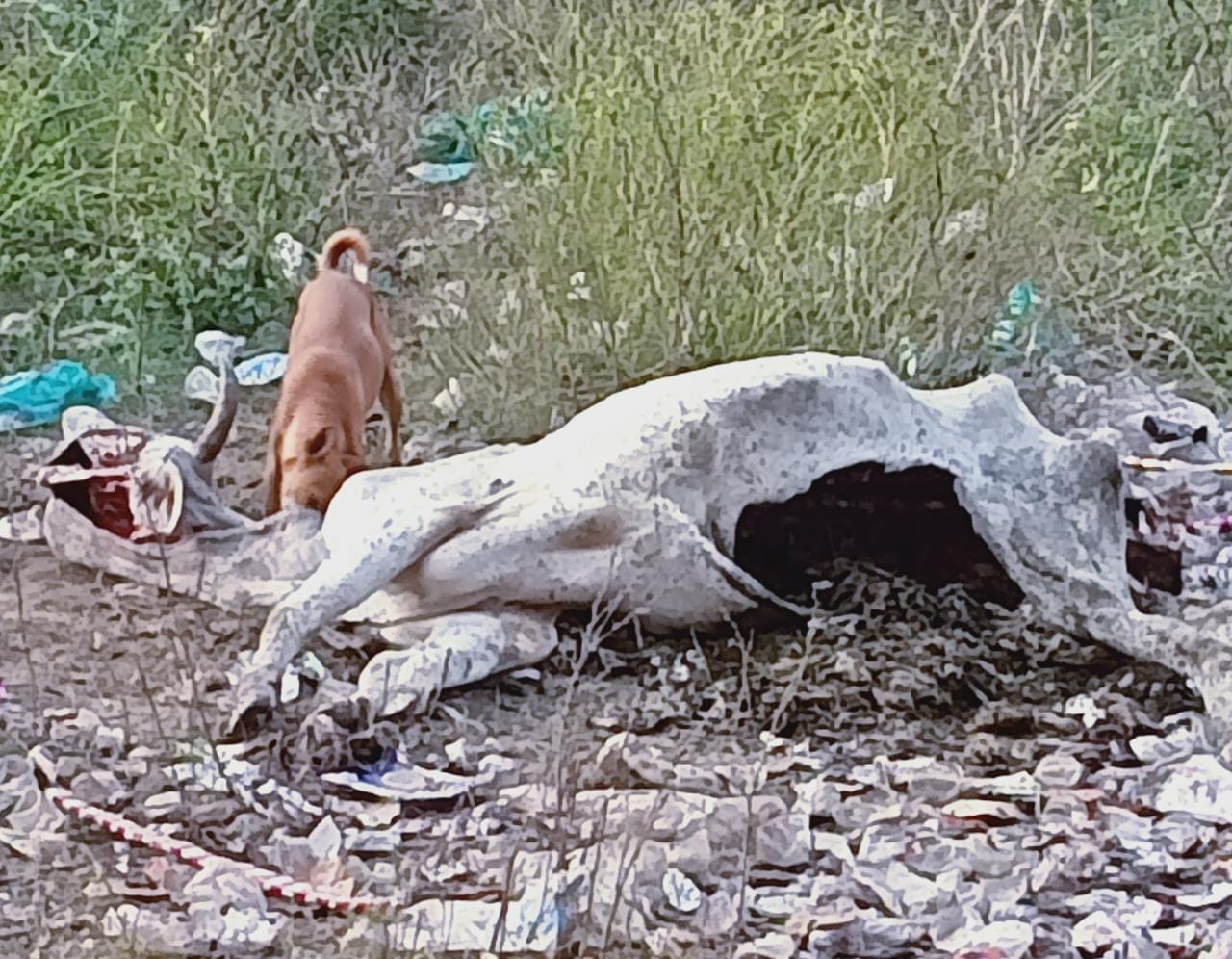 फर्रुखाबाद : गाय का शव नोच रहे जंगली कुत्ते