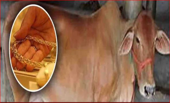 अजब गजब : 35 दिन गाय के पेट में रही 20 ग्राम सोने की चेन, बाहर निकाल वजन करते ही उड़े मालिक-मालकिन के होश!