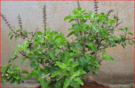 सेहतमंद रहने के लिए जरूर सेवन करें तुलसी का