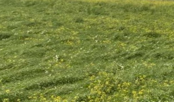 बरेली-बिन मौसम हुई बारिश से सरसो/आलू की फसल बिछी