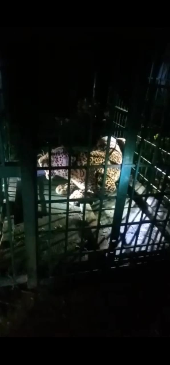 बहराइच:कतर्नियाघाट मोतीपुर नौसर गुमटिहा गांव में लगे पिंजड़े में कैद हुआ दूसरा आतंकी तेंदुआ