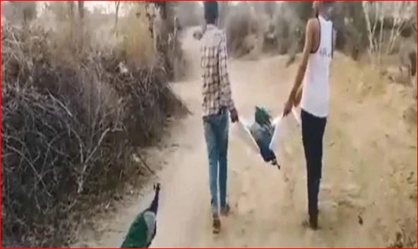 अजब गजब : साथी की अंतिम यात्रा में जा रहा है मोर ! देखकर आ जाएंगे आंख में आंसू