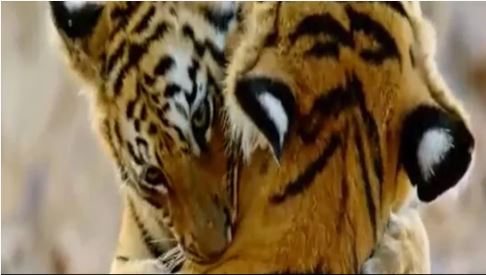 अजब गजब : बाघ के शावक ने लुटाया मां पर प्यार, कैमरे में कैद हुए खूबसूरत लम्हे !