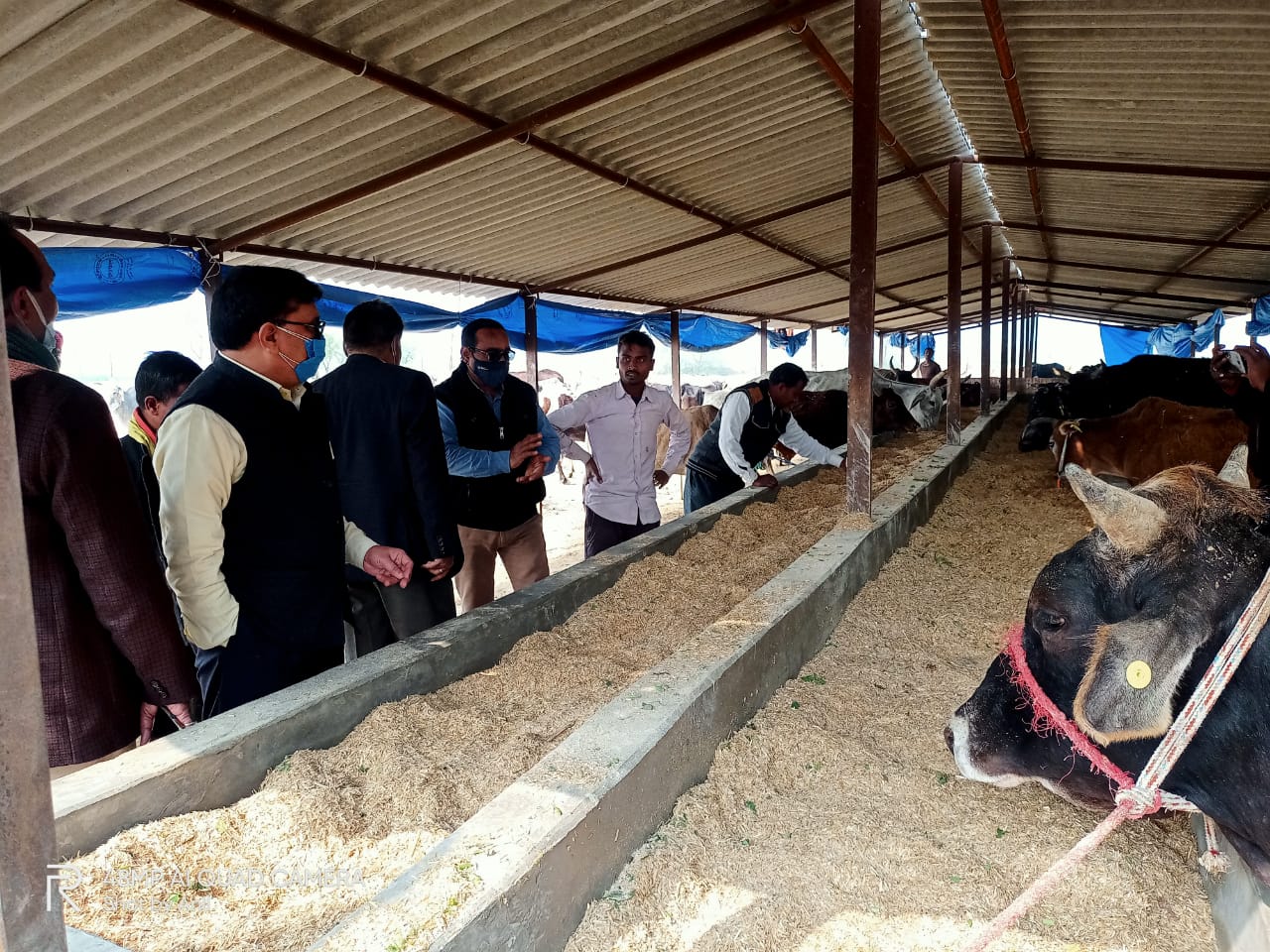 प्रयागराज: नोडल अधिकारी द्वारा किया गया गोआश्रय स्थलों का भ्रमण