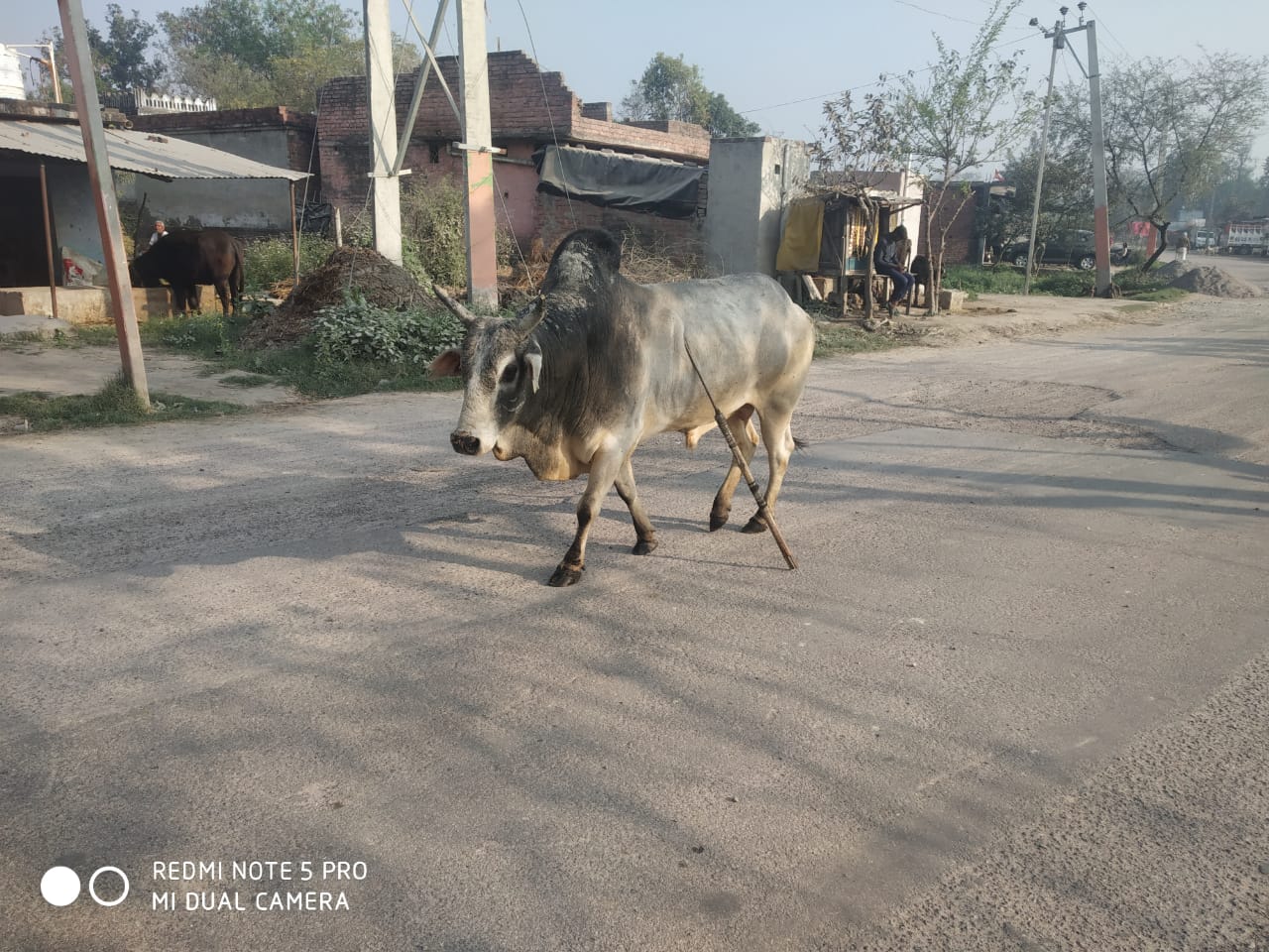 गोण्डा: योगी सरकार में बड़े पैमाने पर गायों,बछड़ों की दुर्दशा