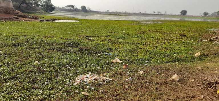 रायपुर: ग्राम तुलसी का मुख्य तालाब जल कुम्भी से ढंका