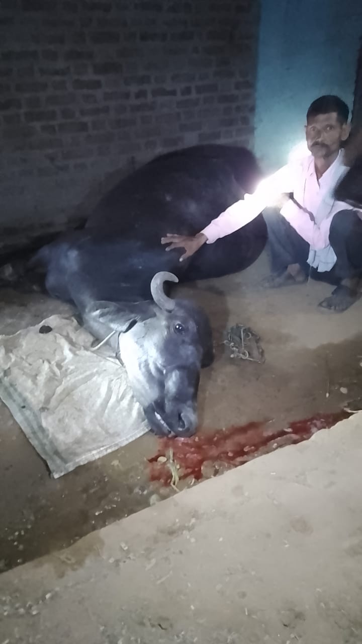 बरेली -रामनगर के गांव में किसान की दो भैंस की मौत,पानी के टब मे जहर मिलाने की आशंका