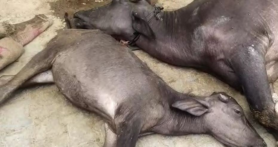 मैनपुरी:जहरीले सांप के काटने से भैंस और उसके बच्चे की हुई मौत