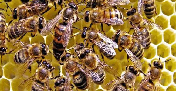 मधुमक्खी के काटने पर अपनाएं ये घरेलू टिप्स, नही फैलेगा जहर