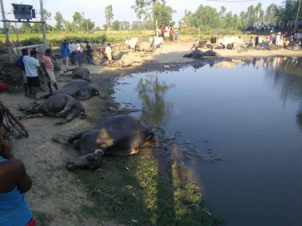 बरेली :तालाब मे करंट उतरने से मझगवा मे 11 भैसो की मौत