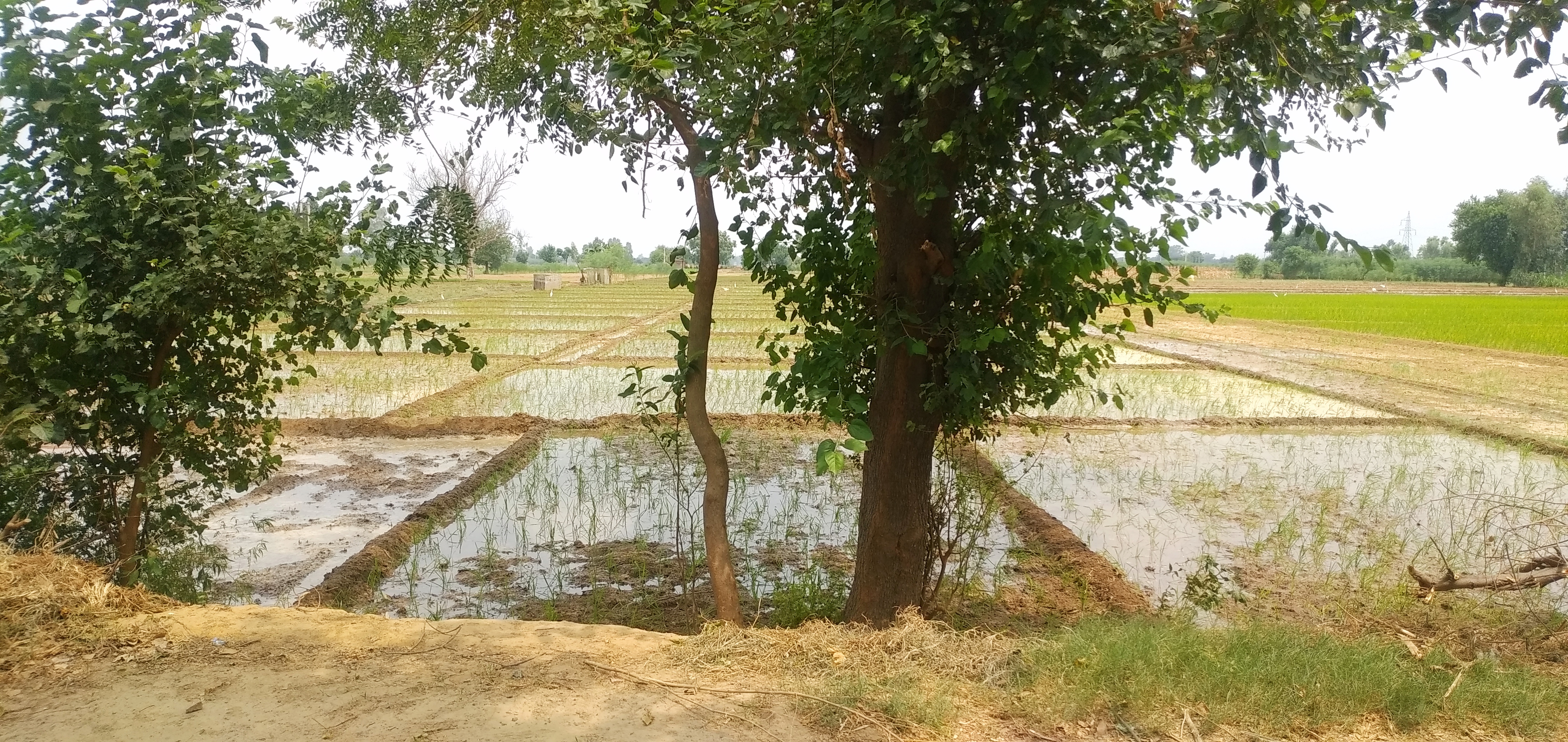 फर्रुखाबाद: बारिश बिना ही धान की रोपाई शुरू,किसानों पर बढ़ रहा बोझ।