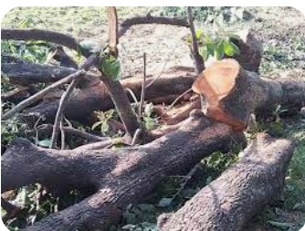 बरेली :बिना परमिशन के ही कटवा दिए ठेकेदार ने पेड़