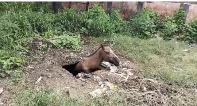बरेली :सामुदायिक स्वास्थ्य केंद्र के गटर मे गिरा घोड़ा, बमुश्किल निकला गया बाहर