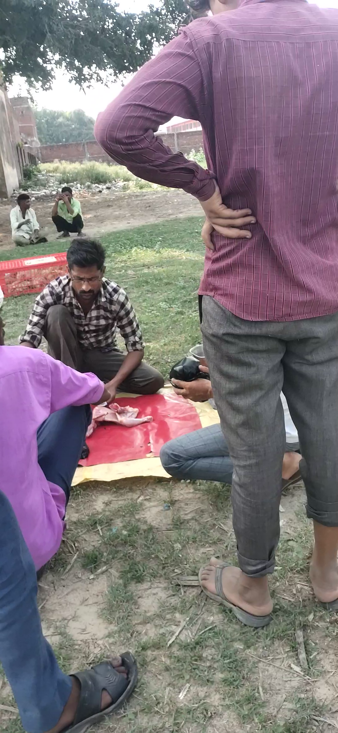 बरेली/आँवला - पाबंदी के वावजूद पुलिस की सांठगांठ से इलाके में खुलेआम चल रही है मांस की बिक्री।