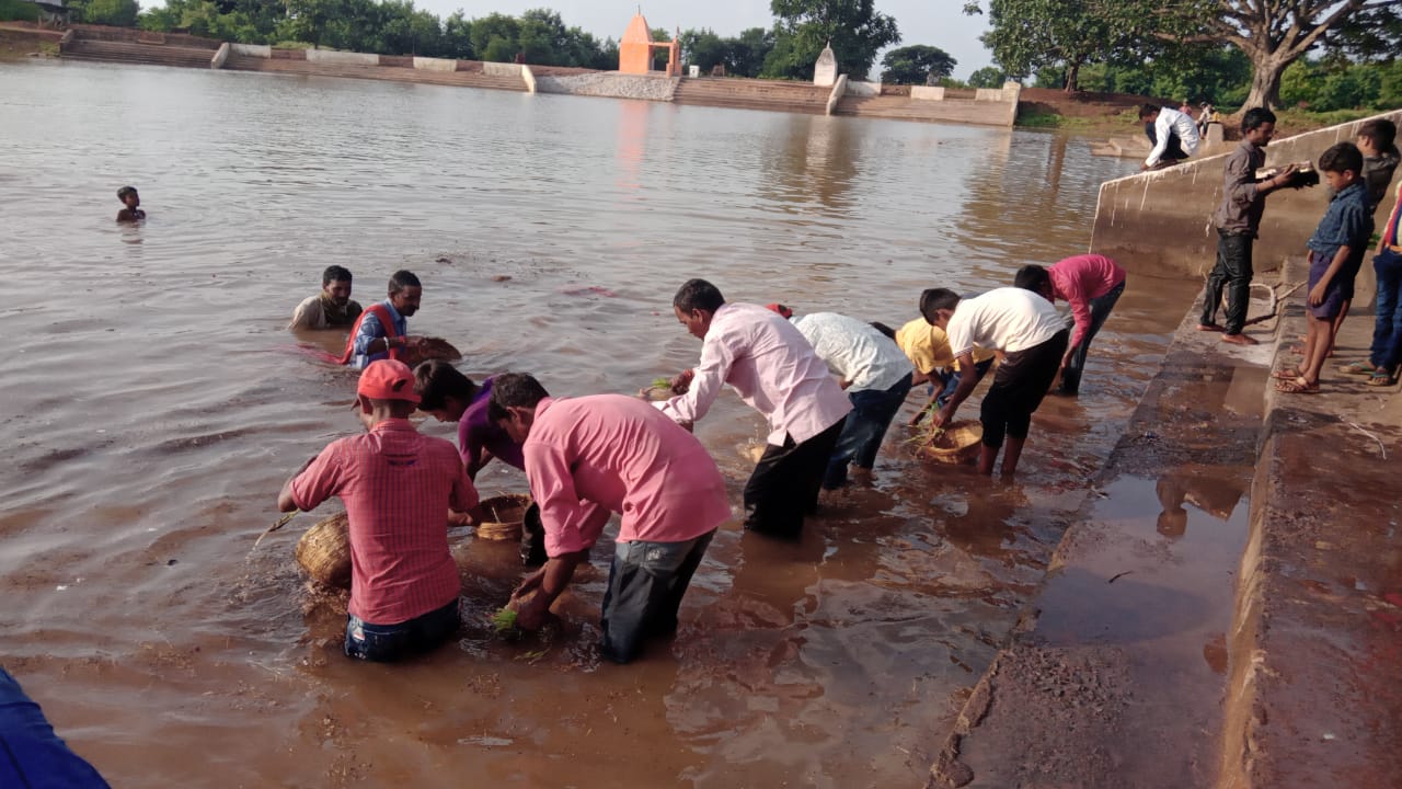 रायपुर:- ग्राम बिलाड़ी के सत्तीदाई सेवा समिती के सदस्यो व बालिकाओं द्वारा छ. गढ़ के पारम्परिक पोला पर्व के दिन धुमधाम व हर्षोंउल्लास पूर्वक भोजली विर्सजन किया