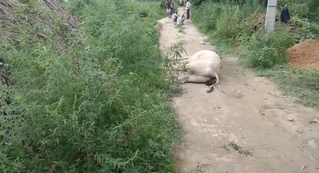 फर्रुखाबाद: बिजली विभाग की लापरवाही ,मौत के मूह में समय बैल