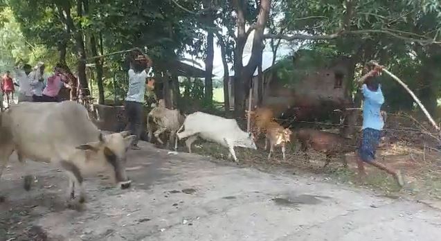 रायबरेली: जानवरों को 10 से 15 लोगों का दौड़ा-दौड़ा कर पीटने का वीडियो सोशल मीडिया पर वायरल
