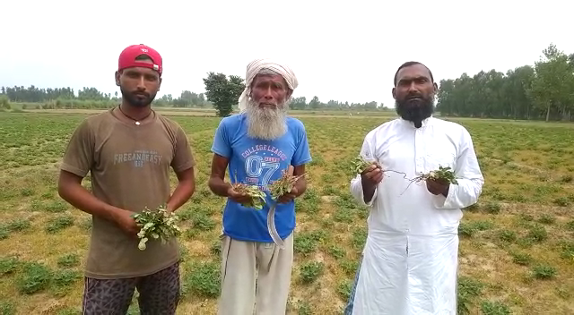 आँवला/बरेली - सूखा और बिजली समय से ना आने से सूख रही किसानों की फसल।