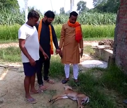 आँवला/बरेली - भेड़िए के हमले से नीलगाय की हुई दर्दनाक मौत।