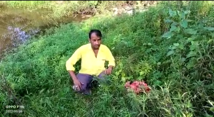 बरेली :क्यों नहीं थम रहा बरेली मे गौकशी का धंधा लगातार बेखौफ़ हो रही गौक्सी