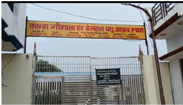 बरेली:कान्हा गौशाला मे तीन गौवंशिये पशुओं की मौत,भाखड़ा नदी बालू मे दफन