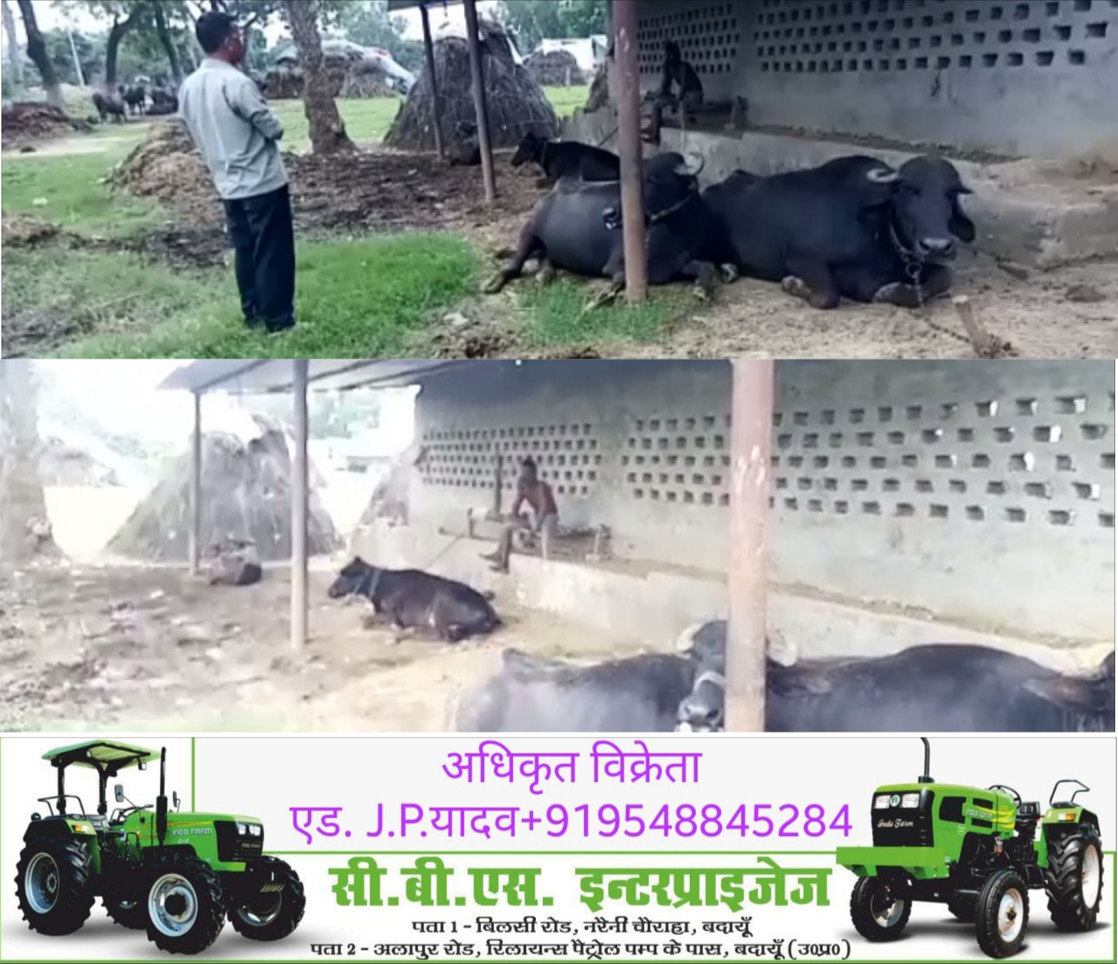 बदायूं : गौशाला में ग्रामीण बांध रहे अपनी भैंसें बहुउद्देशीय सरकारी मुलाजिम बेखबर!