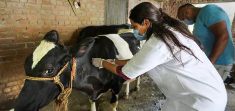 मवेशियों के इलाज को घर पहुंचेगी एक कॉल पर वैन, लंपी वायरस की लगेगी वैक्सीन