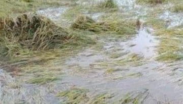 पीलीभीत :बेमौसमी बरसात ने किसानों की कमर तोड़ दी है लगातार बारिश होने से किसानों की फसल बर्बाद हुई।